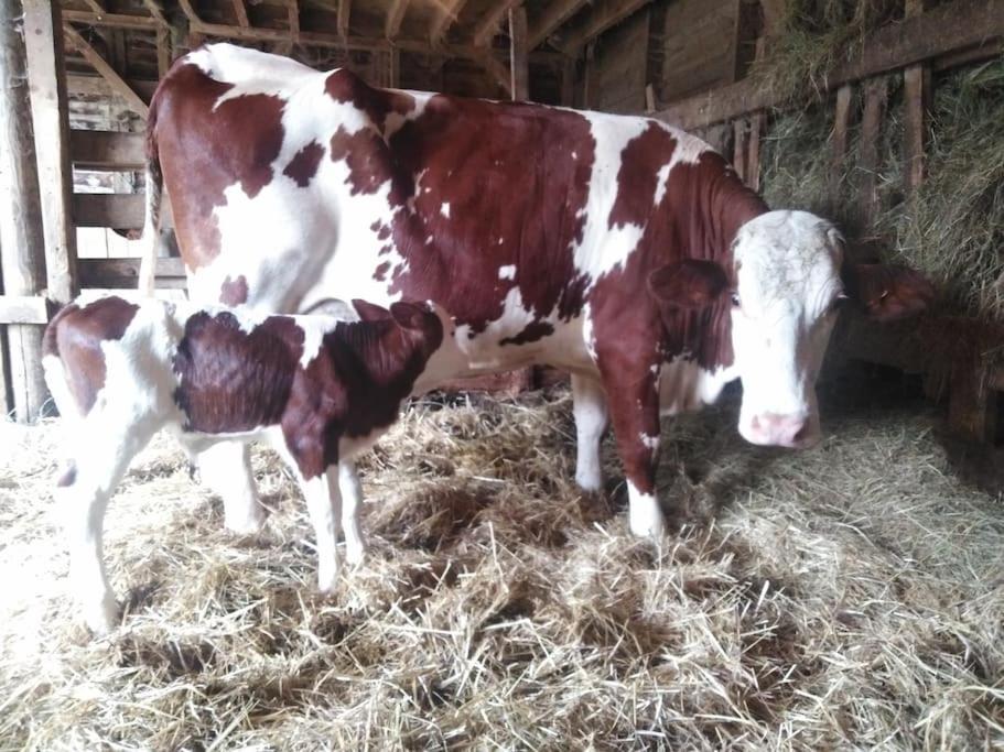 Gite A La Ferme, Avec Animaux, Fromages Et Nature Neuville-les-Decize المظهر الخارجي الصورة