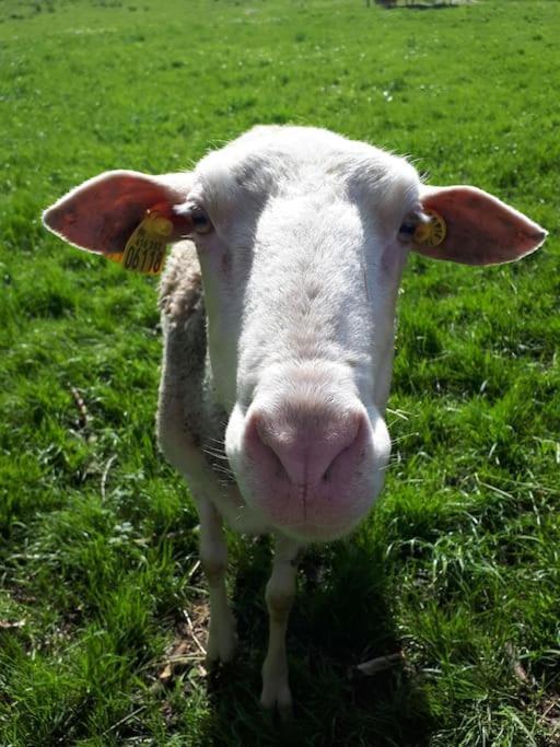 Gite A La Ferme, Avec Animaux, Fromages Et Nature Neuville-les-Decize المظهر الخارجي الصورة