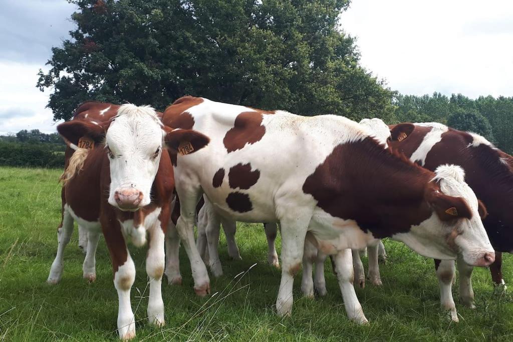 Gite A La Ferme, Avec Animaux, Fromages Et Nature Neuville-les-Decize المظهر الخارجي الصورة