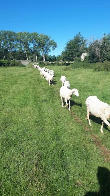 Gite A La Ferme, Avec Animaux, Fromages Et Nature Neuville-les-Decize المظهر الخارجي الصورة